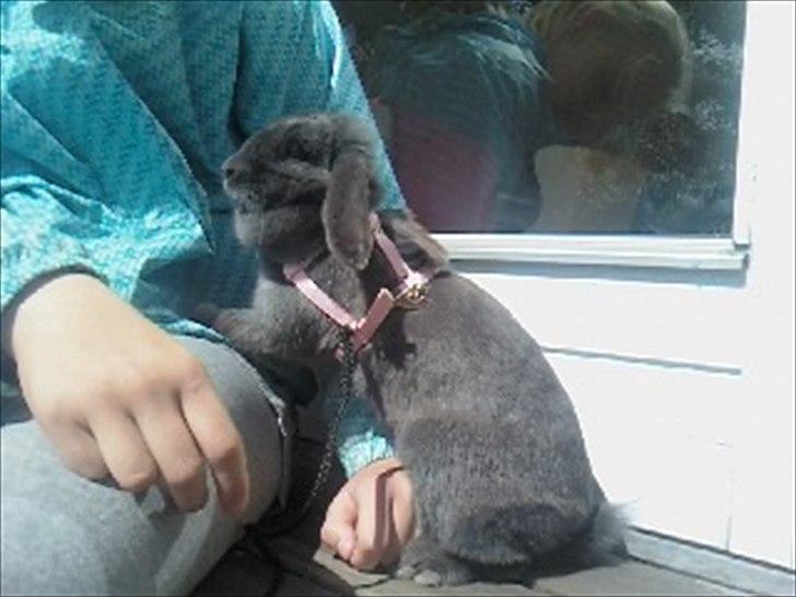 Kanin Smilla billede 3