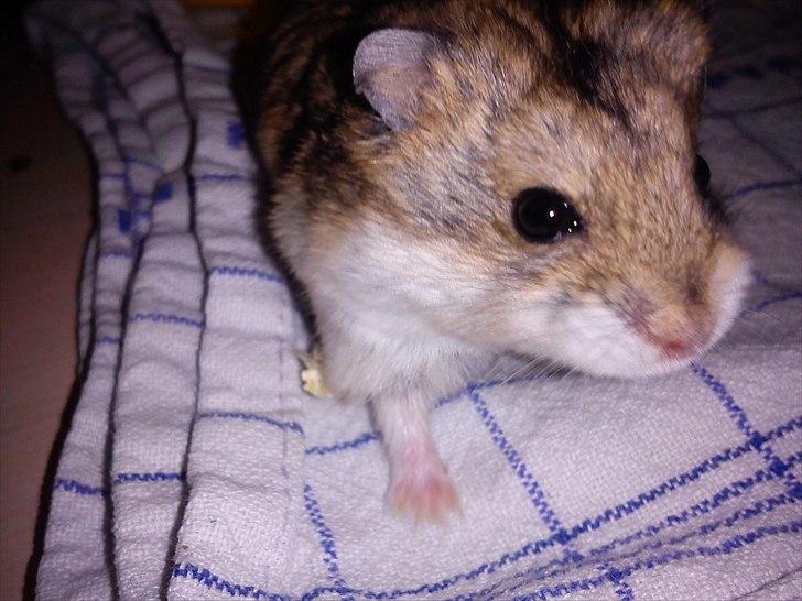 Hamster Store billede 1