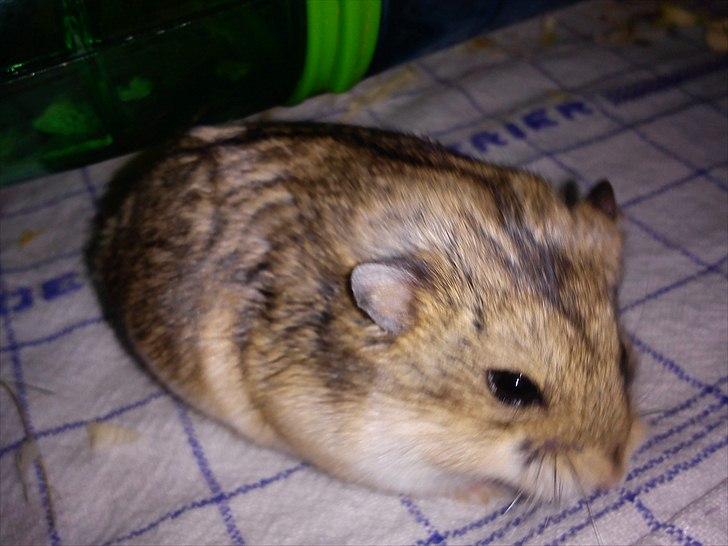 Hamster Store billede 2