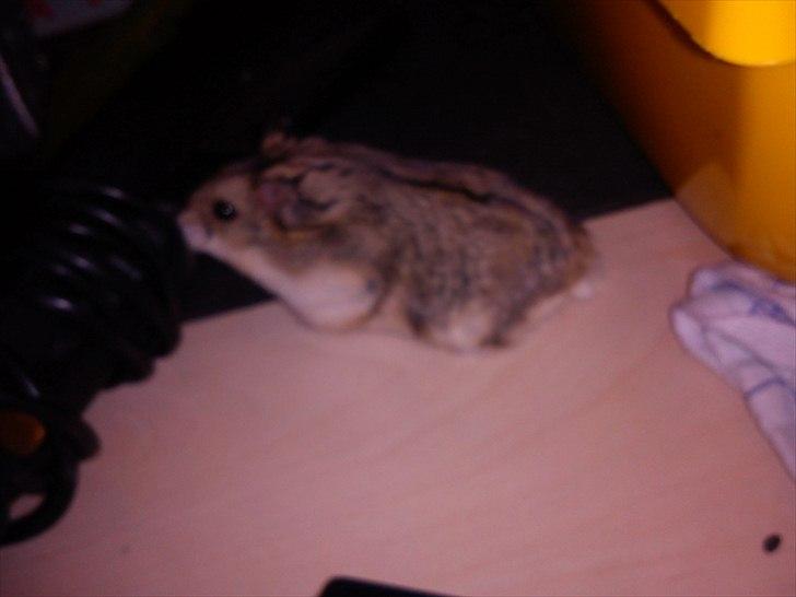 Hamster Store billede 3