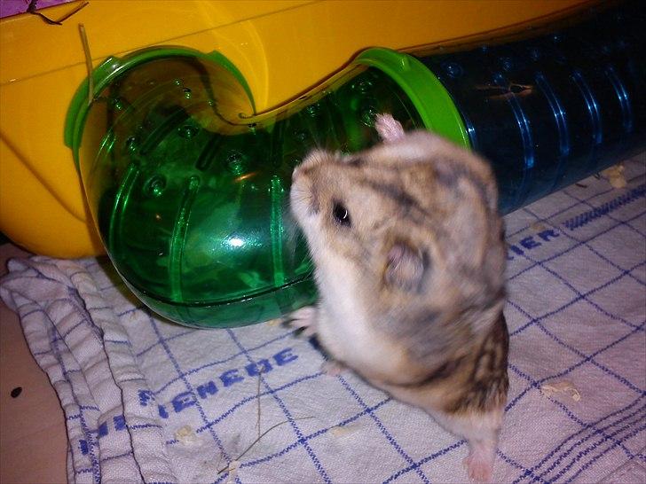 Hamster Store billede 4