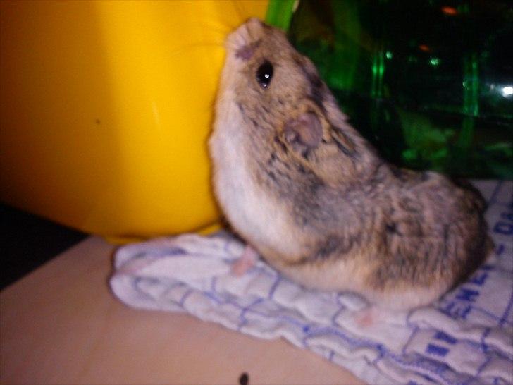 Hamster Store billede 5