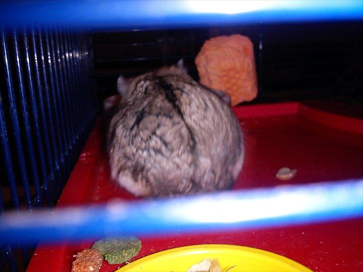 Hamster Store billede 6