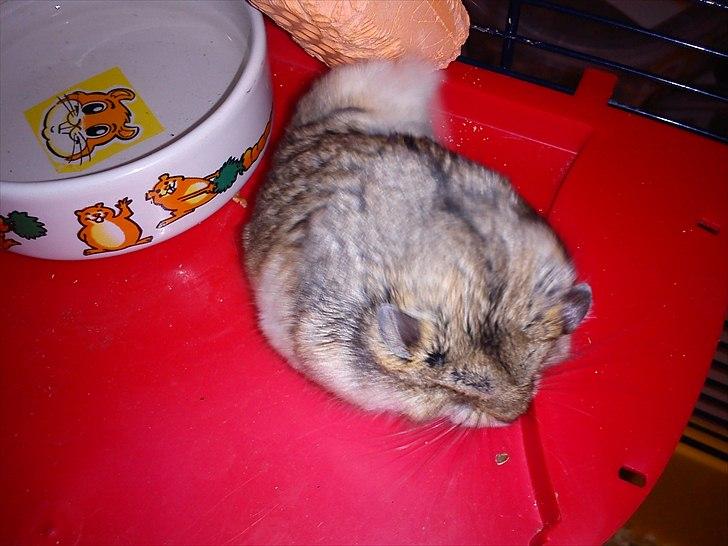 Hamster Store billede 7