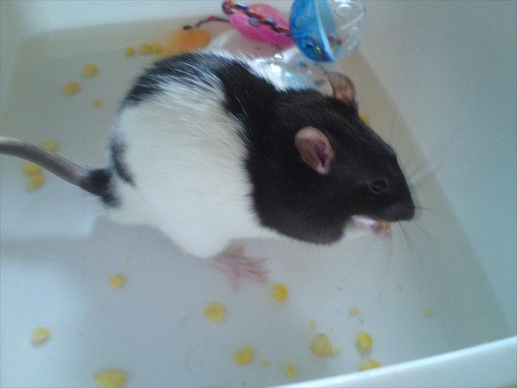 Tamrotte Stich billede 2