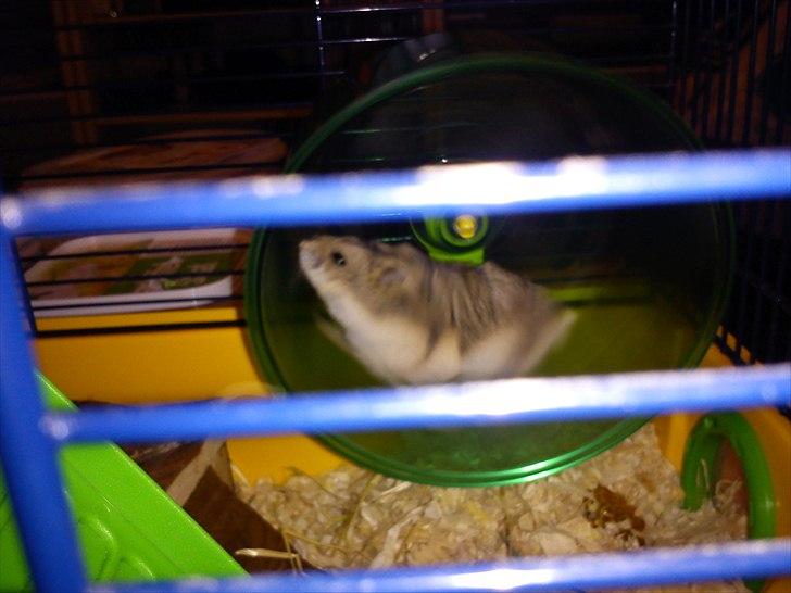 Hamster Store billede 8