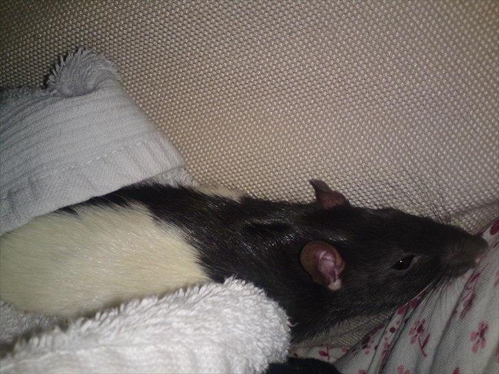 Tamrotte Stich billede 9