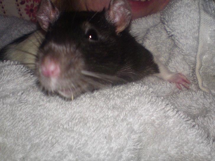 Tamrotte Stich billede 10