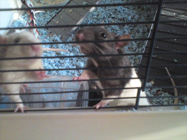 Tamrotte Stich billede 11