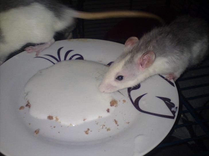 Tamrotte Boris billede 16