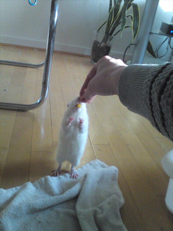 Tamrotte Boris billede 17