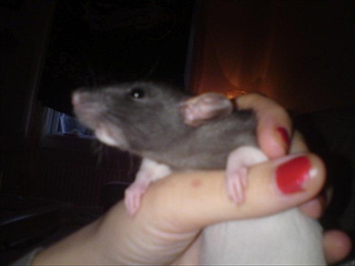 Tamrotte GR Saxofon billede 7