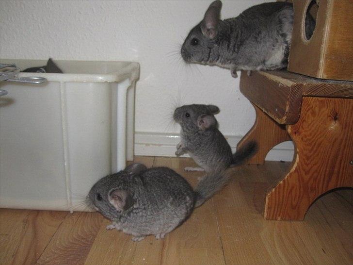 Chinchilla Wilma *aflivet d. 04-06-2012* - 21/5-11
Wilma, Werner og Viggi.  billede 17