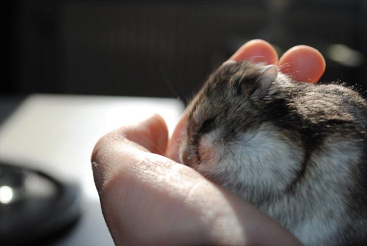 Dværghamster Milo (Tykkemusen) R.I.P billede 1