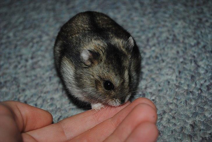 Dværghamster Milo (Tykkemusen) R.I.P billede 10