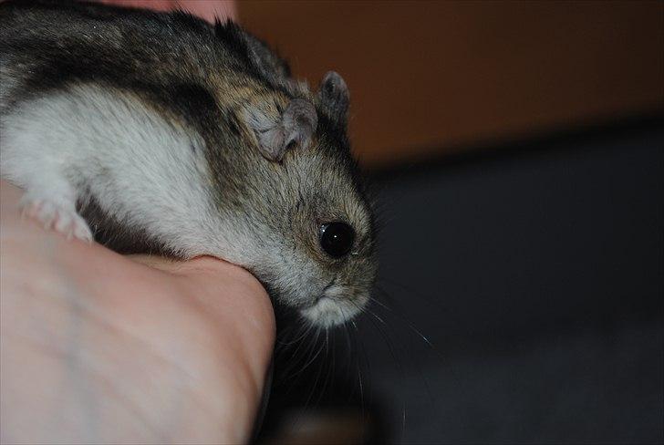 Dværghamster Milo (Tykkemusen) R.I.P billede 13