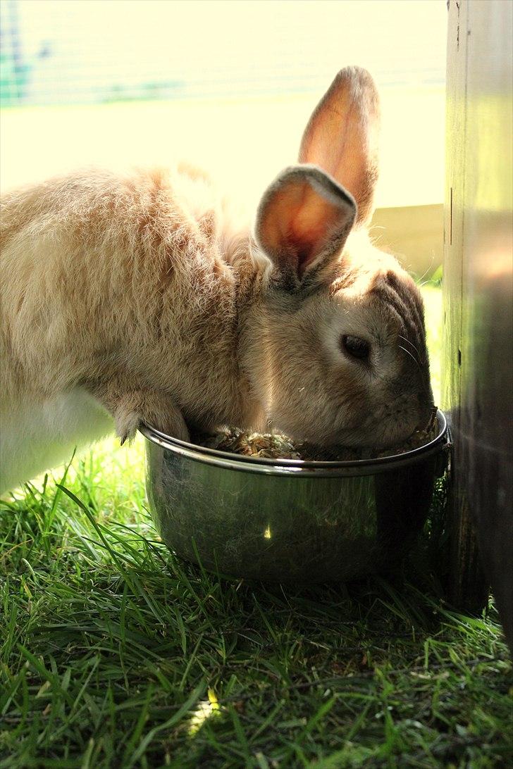 Kanin Nougat billede 17