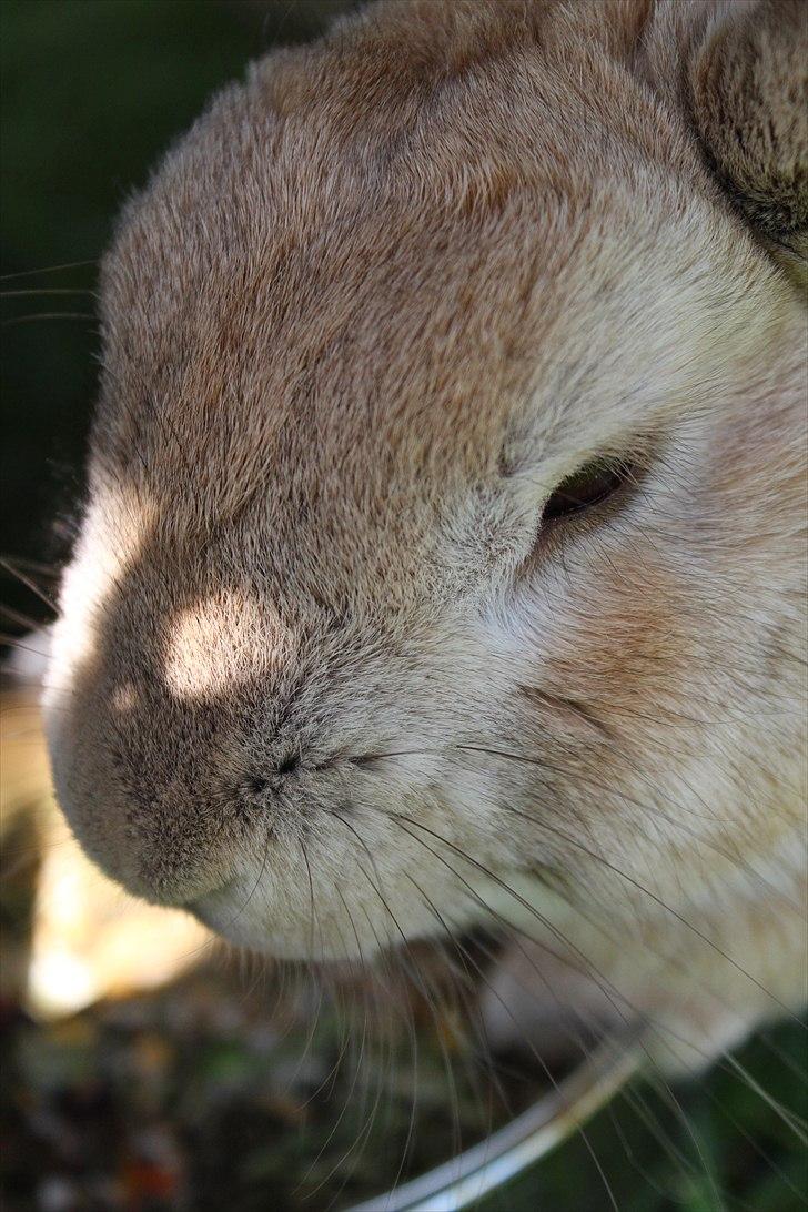 Kanin Nougat billede 18