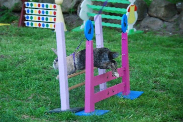 Kanin Madame Madea - Let lige d. 21/5 stævnet hos mig (-; billede 5