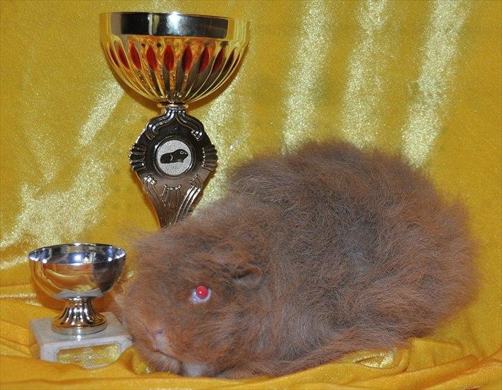 Marsvin Rosemary Little Feet <3 - Rosemary med hendes to fine pokaler efter udstillingen i Suldrup 21. maj 2011 billede 5