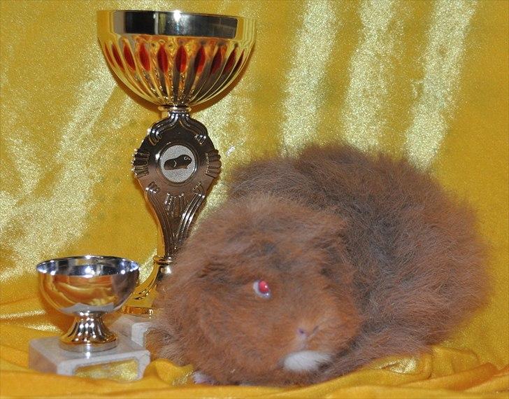 Marsvin Rosemary Little Feet <3 - Rosemary med hendes to fine pokaler efter udstillingen i Suldrup 21. maj 2011 billede 6