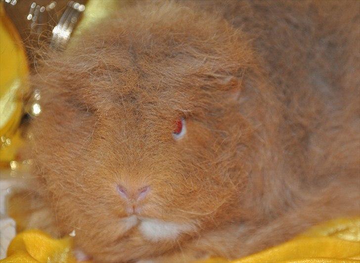 Marsvin Rosemary Little Feet <3 - Rosemary med hendes to fine pokaler efter udstillingen i Suldrup 21. maj 2011 billede 7