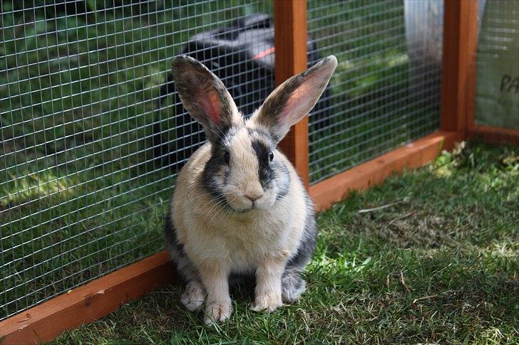 Kanin Sofiagaarden's Speed Ball  |  KLUBMESTER 2011 - Den smukkeste i løbegården :-)) billede 3