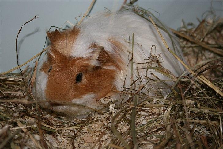 Marsvin Emil *Mors* billede 1