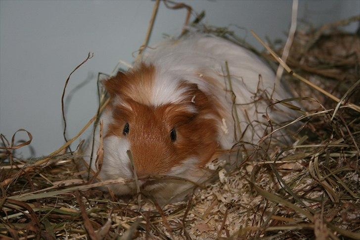 Marsvin Emil *Mors* billede 2