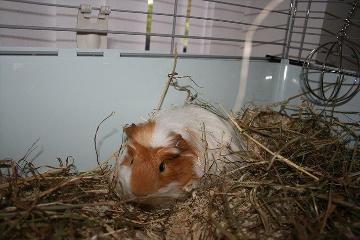 Marsvin Emil *Mors* billede 3