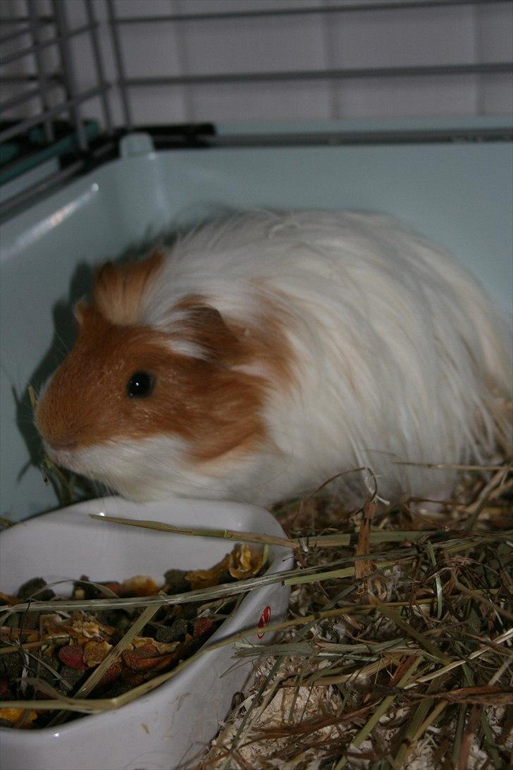 Marsvin Emil *Mors* billede 4