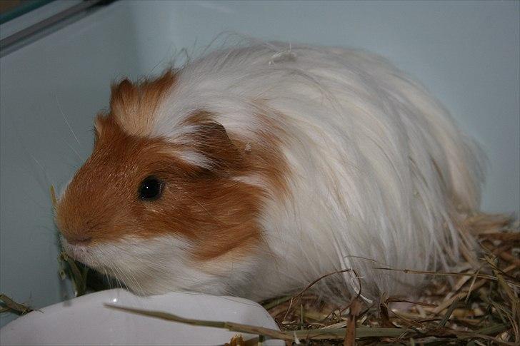 Marsvin Emil *Mors* billede 5