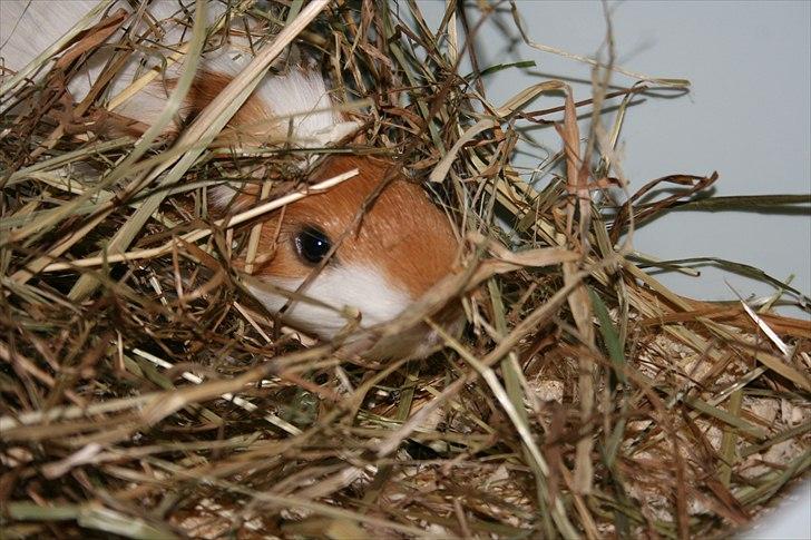 Marsvin Emil *Mors* billede 6