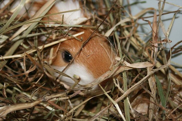 Marsvin Emil *Mors* billede 7