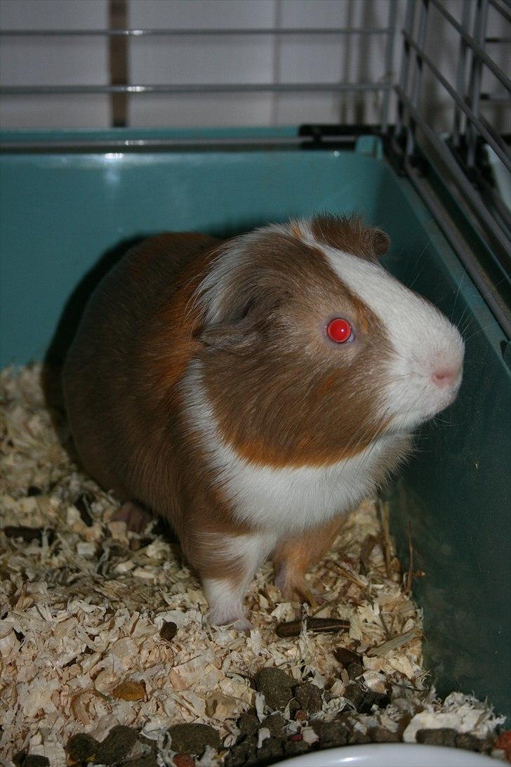 Marsvin Alfred *Mors* billede 1