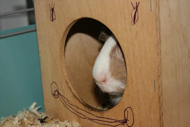 Marsvin Alfred *Mors* billede 2