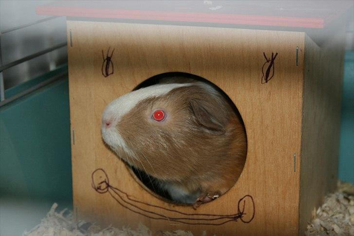 Marsvin Alfred *Mors* billede 3