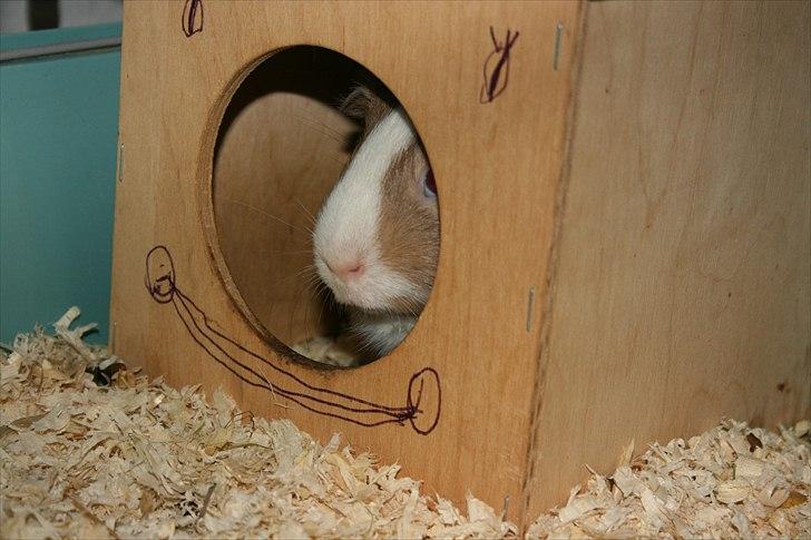 Marsvin Alfred *Mors* billede 4