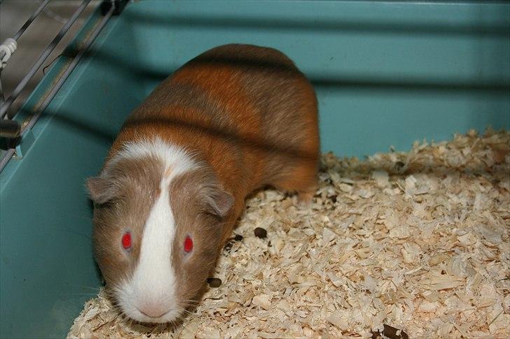 Marsvin Alfred *Mors* billede 5