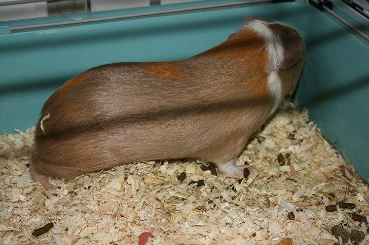 Marsvin Alfred *Mors* billede 6