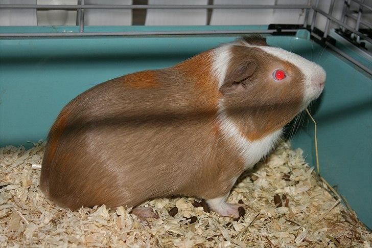 Marsvin Alfred *Mors* billede 7