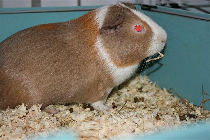 Marsvin Alfred *Mors* billede 8