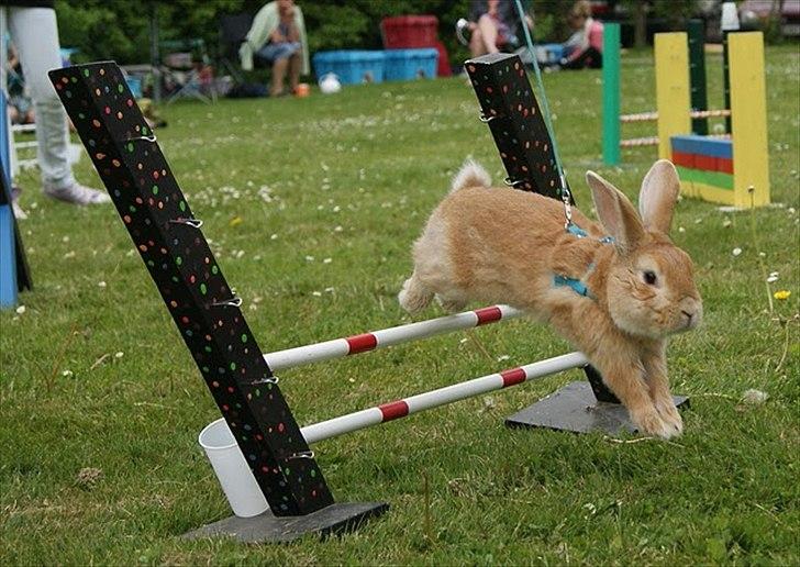 Kanin Shine my Sonny - hopstævne i farum, let kroget. Han hoppede 1*0 og fik pind :) <3 billede 6