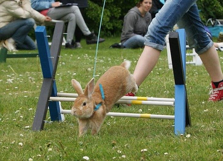 Kanin Shine my Sonny - hopstævne i farum, let kroget. Han hoppede 1*0 og fik pind :) <3 billede 8