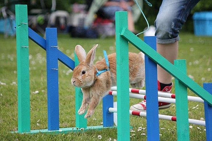 Kanin Shine my Sonny - hopstævne i farum, let kroget. Han hoppede 1*0 og fik pind :) <3 billede 4