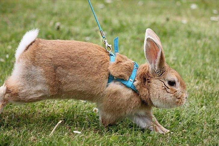 Kanin Shine my Sonny - hopstævne i farum, let kroget. Han hoppede 1*0 og fik pind :) <3 billede 2