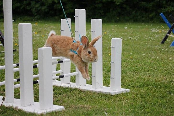 Kanin Shine my Sonny - hopstævne i farum, let kroget. Han hoppede 1*0 og fik pind :) <3 billede 3