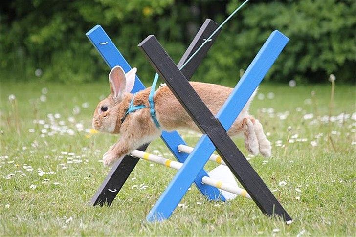 Kanin Shine my Sonny - Lidt skævt? :P hopstævne i farum, let kroget. Han hoppede 1*0 og fik pind :) <3 billede 13