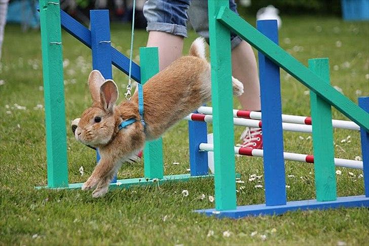 Kanin Shine my Sonny - hopstævne i farum, let kroget. Han hoppede 1*0 og fik pind :) <3 billede 1