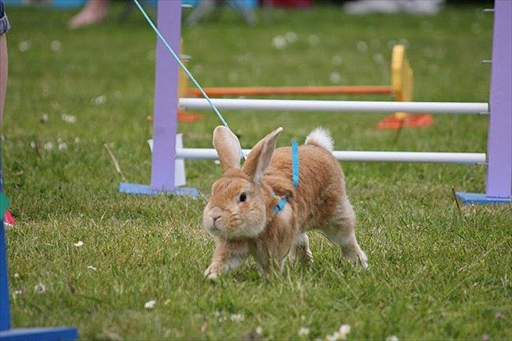 Kanin Shine my Sonny - hopstævne i farum, let kroget. Han hoppede 1*0 og fik pind :) <3 billede 15